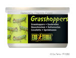PT1950_Grasshoppers.jpg