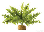 PT2990_Boston_Fern_S1.jpg