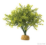 PT2994_Boxwood_Bush.jpg